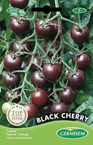 Tomate Mini Black Cherry