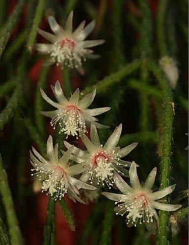 Seeds Semi-Ronsalis Pilocarpa-Rue Epipphyllum-Hanging-Mause-Tail-Cactus-Aloe-Seed-10- : Seeds Only