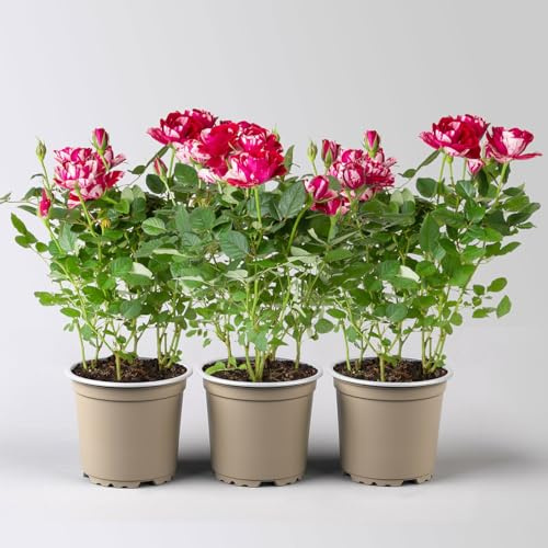 Rose 'Gigi', rot-weiß, Topf-Ø 10,5 cm, 3 Pflanzen