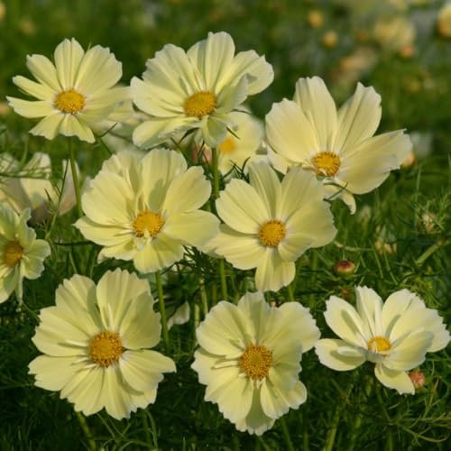 Cosmos bipinnatus 'Xanthos' Seeds - Dwarf Yellow Blooms, Early Flowering, Ideal for Containers and Borders - Resilient Annual Flowers – 2X 1 Packet (20 Seeds) by Thompson & Morgan