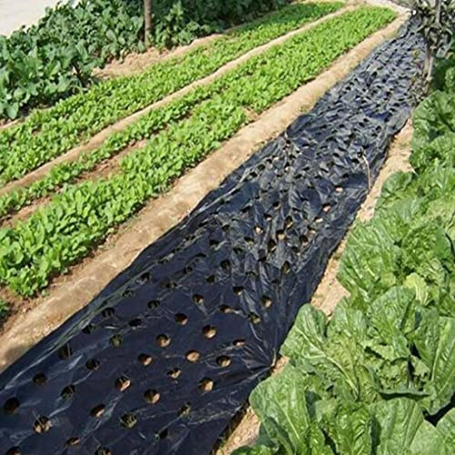 Schwarze Mulchfolie aus Kunststoff mit 5 Löchern für die Landwirtschaft, Gemüsefolie, Pflanzenfolie aus Kunststoff, perforierte PE-Folie, schwarzer Mulch, Gartenmulch für Gartenpflanzen, Mulchmembran,