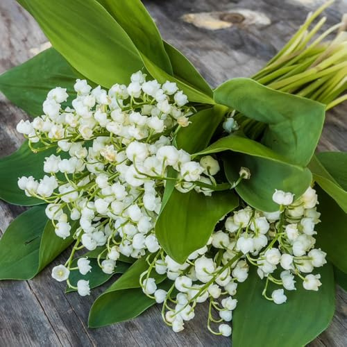 bulbos de lirio de los valles - balcón resistentes temprana jardín rocas 20pcs
