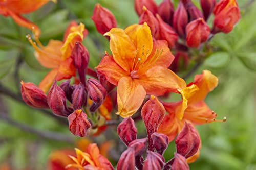 Gelbe Azalee Rhododendron luteum Sunny Boy 40-50 cm winterhart | Leuchtend gelbe Blueten, duftend, pflegeleicht, halbschattig bis sonnig, ideal fuer Beet, Kuebel und Vorgarten