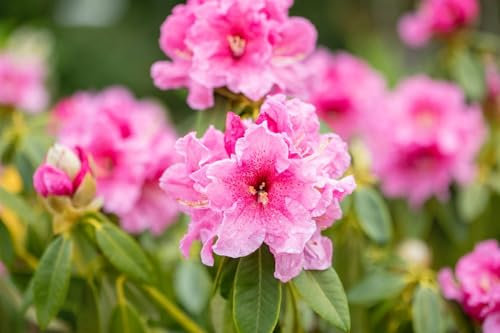 Rhododendron discolor 'Spätlese' 100-120 cm - Rhododendron, rosa Blüten, Blütezeit Mai-Juni, ideal für Halbschatten, immergrün, winterhart