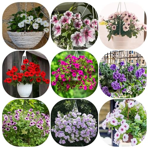 semillas de petunia - jardín rocas resistentes primavera 2000pcs
