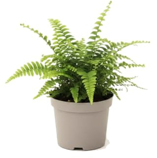 Nephrolepis Exaltata Helecho de Boston 25 cm | DECOALIVE Planta Viva en Maceta 12 cm para Decoración de Interior