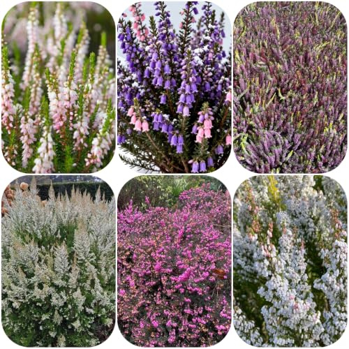 semillas de brezo - de jardín rocas jardín mariposa cama elevada orgánica balcón decoración sala estar lugares soleados exótico raro con 150pcs