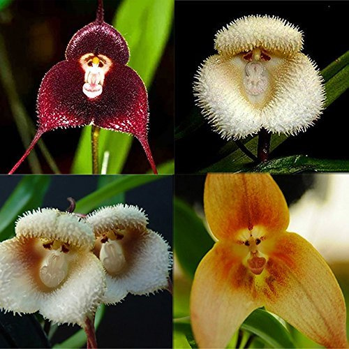 100 semi misti di orchidea con faccia di scimmia