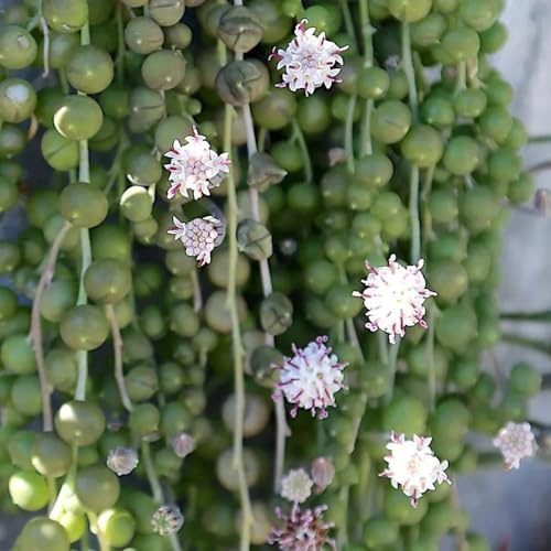 Semi di Senecio rowleyanus, da decorazione murale Le sempreverdi sono resistenti stanza giardino pendenti 60pcs