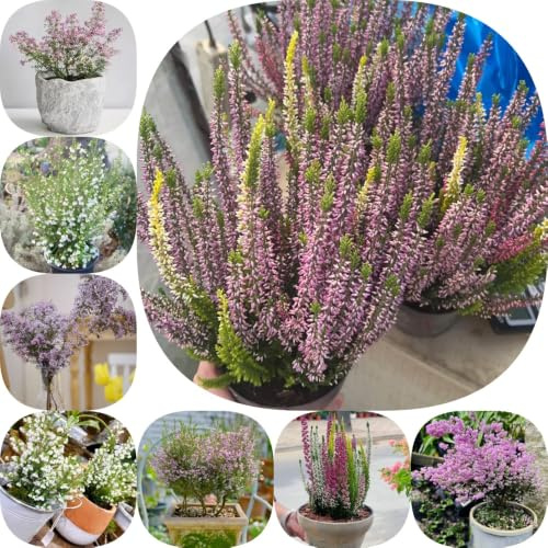 semillas de brezo - de primavera interior en exótico raro jardín rocas lugares soleados balcón decoración sala estar del jardín 220pcs