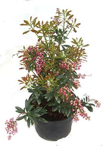 Pieris japonica ''Polar Passion'' - Schattenglöckchen, Lavendelheide kleinbleibender immergrüner, winterharter Strauch -17 cm Topf