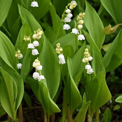bulbos de lirio de los valles perenne resistente - raras exóticas de para exterior 12pcs