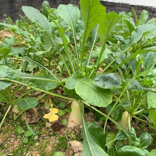 Radieschen - kräutergarten Raphanus sativus - balkongemüse küchenkräuter gemüsesamen winterharte für garten exotische 200Samen