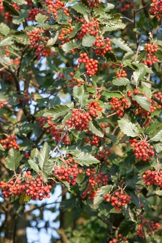 Schwedische Mehlbeere Sorbus intermedia 80-100 cm Heckenpflanze winterhart | Sichtschutz für Garten, robust, schnittverträglich, dekoratives Laub, Bienenweide, sonnig bis halbschattig