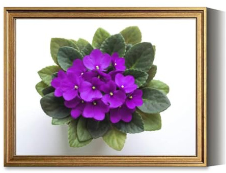 Vintage Framed Wall Art Purple saintpaulia african violet flower from above Symbol unaffectedn Canvas Paintings Wall Decor Pictures Posters Prints for Living Room Bathroom Bedroom Kitchen Artwork