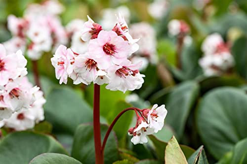Bergenia cordifolia 'Silberlicht' 9x9 cm Topf – Winterhart, Mehrjährig, Pflegeleicht – Riesensteinbrech – Bodendecker für Beet & Steingarten