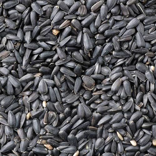 3 Kg Johnston & Jeff Black Oil Sunflower seeds