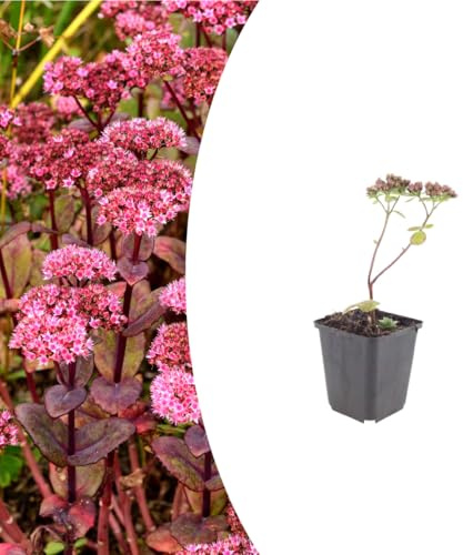 Sedum 'Matrona' | 48 piante - 10-25cm - Ø9cm - Pianta da giardino