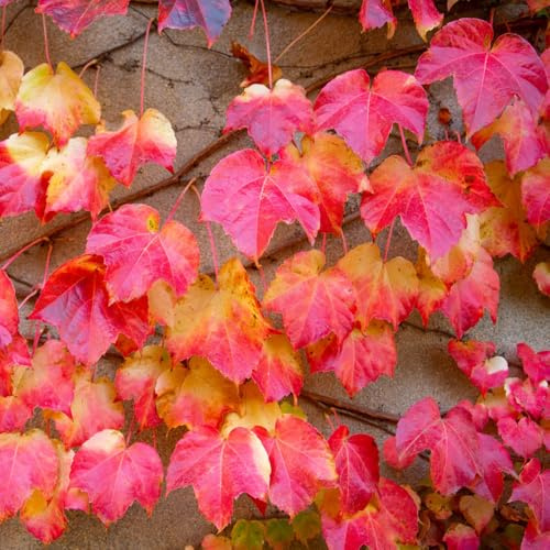 Parthenocissus tricuspidata - giardino decorazione resistenti esterno vaso balcone resistenti semi di verdi vaso 800pcs