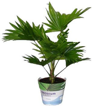 Australische Fächerpalme, (Livistona rotundifolia). ca. 40cm hoch, im 14cm Topf