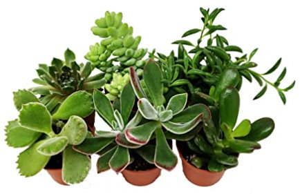 Surtido de 6 Suculentas Mini Plantas Naturales de Interior o Exterior