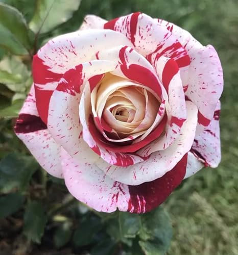 Stunning Striped Red/White- Fruity Fragrant-Rock & Roll Hybrid Tea Bush Rose Plant in A 3 Litre Pot - Gorgeous Fully Double Bi-Colored Blooms, Fully Established, Garden Ready