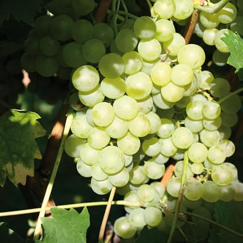 Tafeltraube 'Millenium®' weiß - kernlose Traubenrebe für den Garten - 1 Traubenpflanze von Pflanzen-Kölle im 3 Liter Topf - Vitis vinifera Millenium