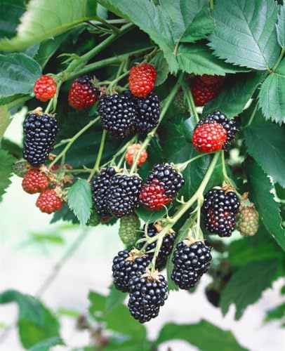 Brombeere Rubus fruticosus Triple Crown 30-40 cm dornenlos winterhart | Dornenlose Sorte, aromatische Beeren, ideal fuer Naschgarten, sonniger Standort, robust, ertragreich, einfache Ernte