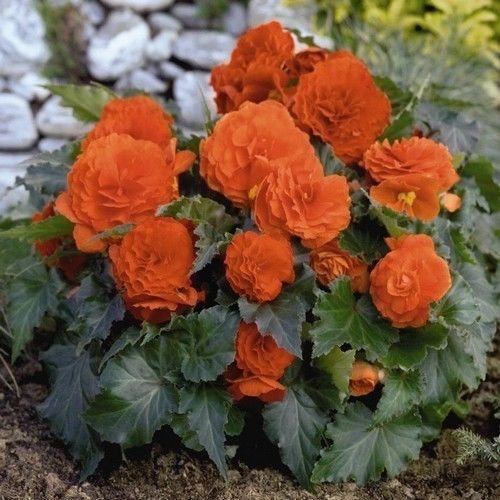Graines de Bégonia Tuberosa (Begonia Tuberosa) Paquet de 100 graines