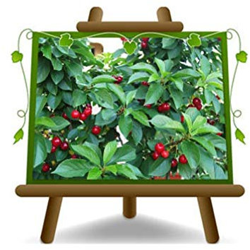 EURO PLANTS VIVAI Ciliegio Nano Lapins Pianta Innestata su Portainnesto Gisela 5 - Altezza 150~170 cm Età 2 Anni Vaso 20 cm