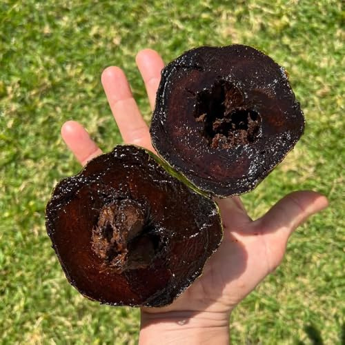 Diospyros Digina - balcone colonnari Budino al cioccolato e sapote nero balcone esotico, a prova d'inverno cespugli di bacche frutteto 20semi