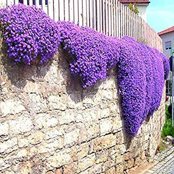 Potseed Keimfutter: Hellgrau: 100 PC/Los Aubrieta Cascade Lila Blumensamen Superb Staude Bodendecker F