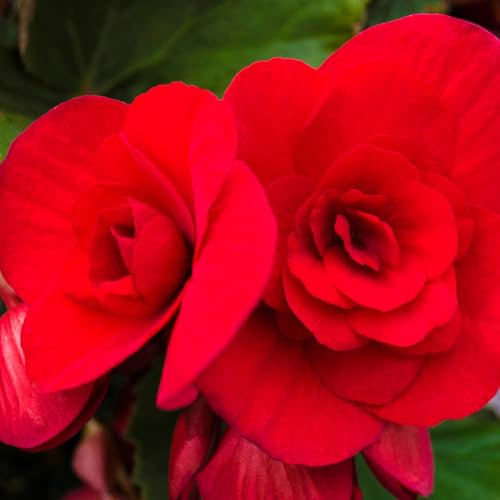 Carbeth Plants - 5 x Begonia Double Red Summer Tubers - Large Headed Long Flowering Season Perennial Bulb Corms - Low Maintenance Pollinator Friendly - Grow in Beds, Borders and Patio Pots