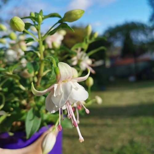 Fuchsiensamen Fuchsien - pflanzensamen zimmerpflanzen wildblumen balkonblumen kletterpflanzen winterhart schnellwachsend kräuterpflanzen büropflanzen gartendeko für draußen 350samen
