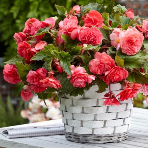 Carbeth Plants - 10 x Trailing Pink Begonia Pendula Tubers - Easy to Grow Perennial Hanging Begonia Flowers - Planting in Garden Hanging Baskets, Pots, Containers