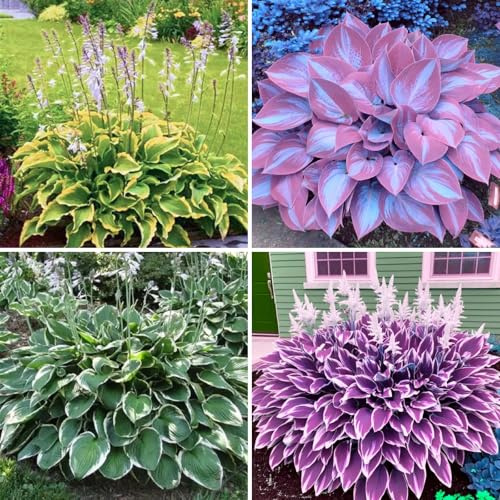 [VCUYHKMB] Funkien Kaufen: Winterfeste Rhizome - Schöne Hosta für Schatten- & Sonnenseiten-10Rhizome-H