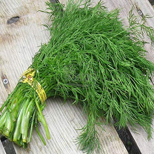 Portal Cool Semi di aneto Ambrosia tardo 5G semi ucraino:Semi