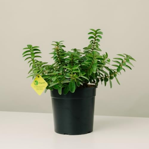 Plantì HYPERICUM CALYCINUM. Arbusto sempreverde da esterno, vaso da 19 cm. Piante vere per giardino e terrazzo con fiori gialli brillanti. 6 mesi di concimazione inclusi.