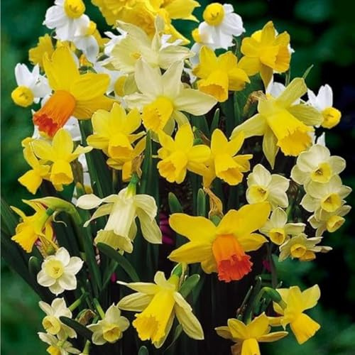 Bulbi di Narcisi MIXED | Bulbi provenienti dai migliori produttori Olandesi | Esclusiva selezione e controllo qualità | Fioritura garantita dal primo anno. (10 Narcisi BOTANICI in Miscuglio)
