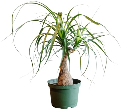 Beucarnea Recurvata la Planta de Interior que Añade un Toque Exótico y Natural al Hogar