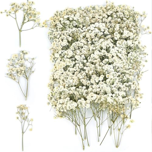 100 stycken torkade blommor Gypsophila naturliga lösa minibuketter torkade blommor dekoration bröllop torkade kronblad vit grön stjälk för hantverk harts ljus hem kontor