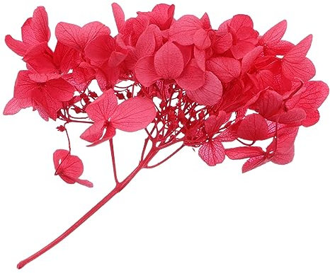 Holibanna Fiori Di Ortensia Secchi Naturali 1 Scatola Materiale Floreale Immortali Fatto A Mano Per Artigianato Fai Da Te