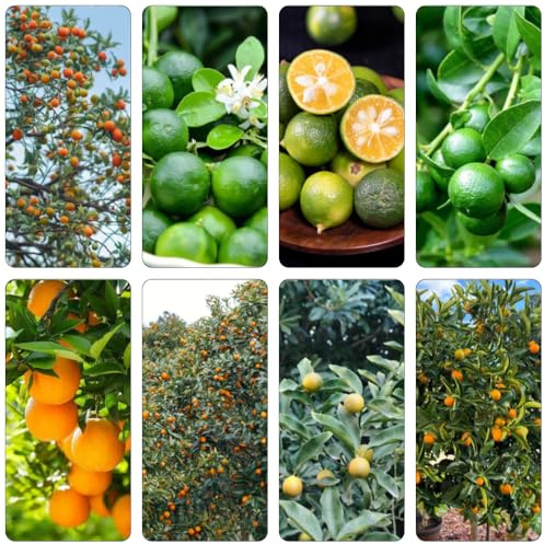 kumquat spalierobst obstbäume kaufen hochbeete für garten winterharte kübelpflanzen pflanzensamen säulenobst zwergobstbäume steingartenpflanzen obstpflanzen baumsamen büropflanzen 225samen