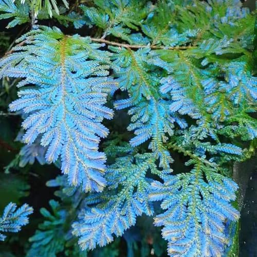 rosa di Gerico decorazione bonsái di interni decorativi giardino balcone letti elevati Bulbi perenni 5pcs