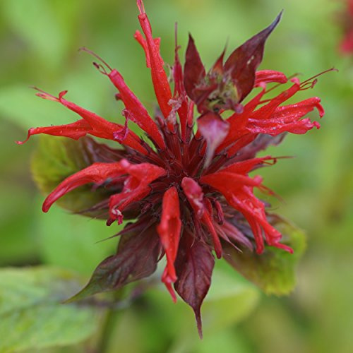 Blumixx Stauden Monarda didyma – Goldmelisse, rot blühende, winterharte & mehrjährige Blütenstaude, insektenfreundlich & duftend, ideal für Beet & Bauerngarten