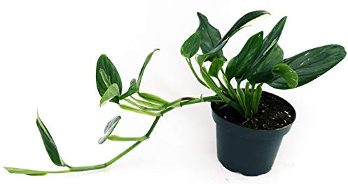 POWERS TO FLOWERS - PHILODENDRON, MONSTERA, COBRA, pianta vera