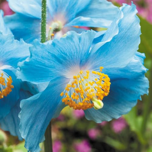 YouGarden Blue Himalayan Poppy in 9cm Pot, Meconopsis betonicifolia, 1 x Established Plant, Ready to Plant, Garden Perennial, Summer Flowering