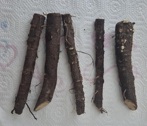 5 x Wurzelstecklinge Paulownia Turbo Pro, Kiribaum, Blauglockenbaum, Kaiserbaum, schnellwachsend, winterhart, schattenspendend