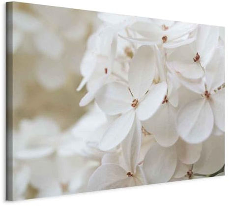 murando - Wandbilder XXL Blumen 90x60 cm 1 tlg - Wand Deko Vlies Leinwand Bilder Groß Wanddeko Wohnzimmer Schlafzimmer Kunstdrucke - weiße Hortensie Natur b-B-0510-b-a