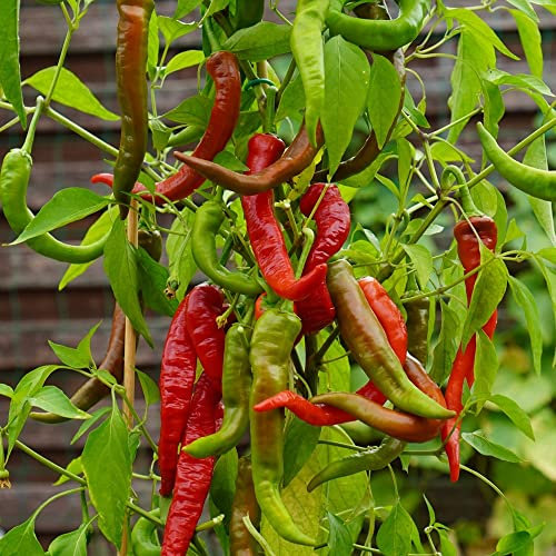 MHD 06/26 Chili Poseidon Samen